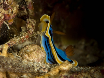 Chromodoris annae Bergh 1877 (171)