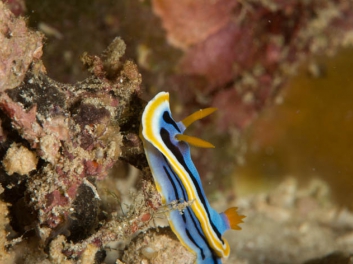 Chromodoris annae Bergh 1877 (171)