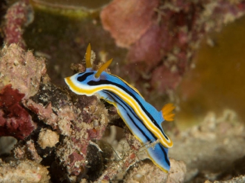 Chromodoris annae Bergh 1877 (171)