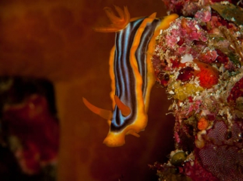 Chromodoris magifica (Quoy & Gaimard 1832)