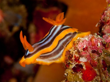 Chromodoris magifica (Quoy & Gaimard 1832)