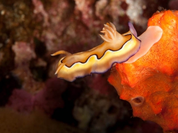 Chromodoris coi (143)