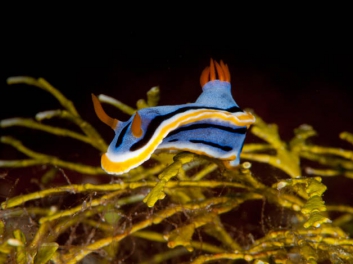 Chromodoris lochi Rudman 1982