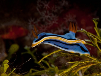 Chromodoris lochi Rudman 1982