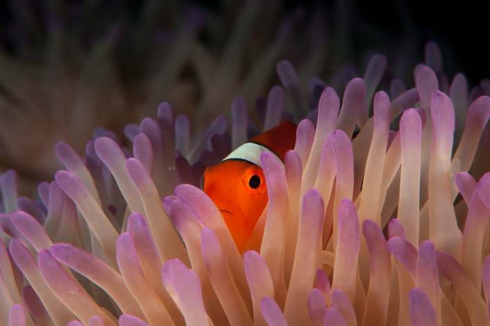 anemonenfisch