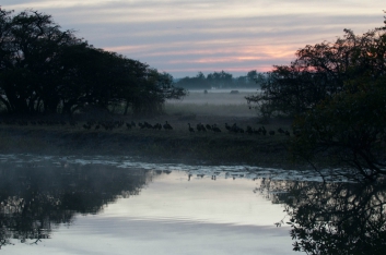 kakadu-11