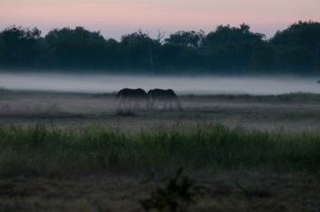 kakadu-12