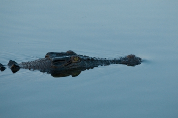 kakadu-16