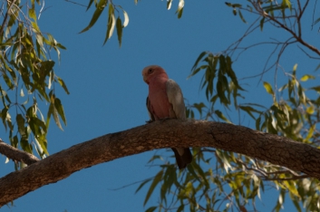 kakadu-22