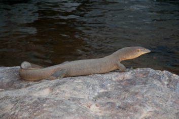 kakadu-23