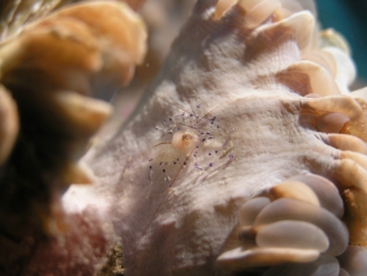 Shrimp in Bubble Coral, Fiji 2006