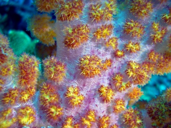 Softcoral, Fiji 2006, Rainbow Reef