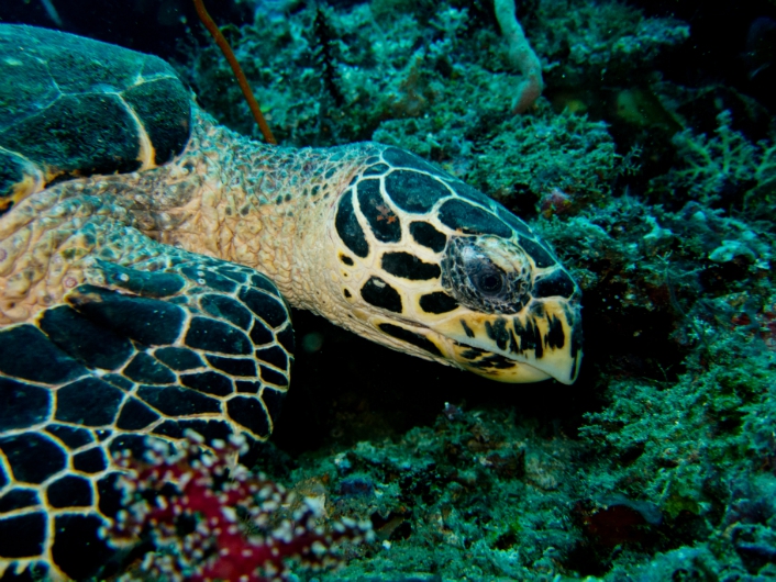 08-12-10-raja-ampat-can-50