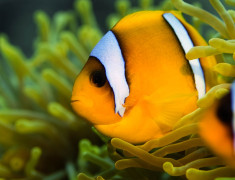 Clownfische – Nemos